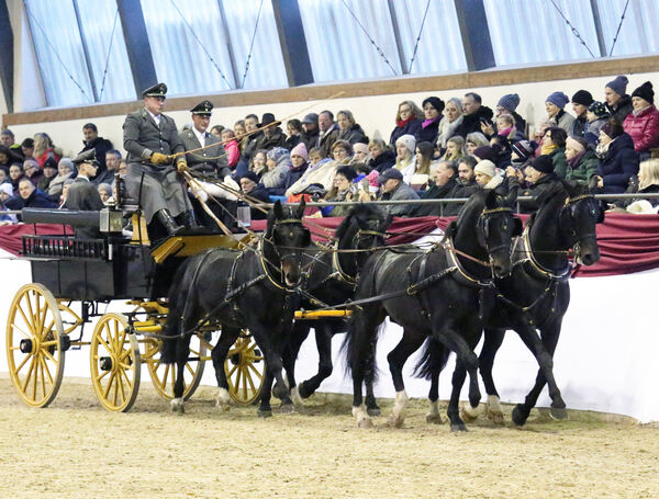 Hengste im Advent im Landgestüt Moritzburg