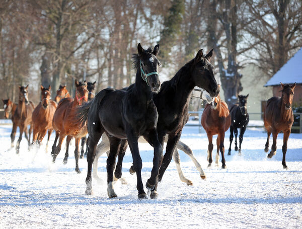Galoppierende Junghengste in Graditz
