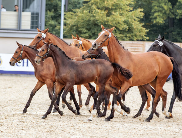 Erste Moritzburger Hengstparade 2021