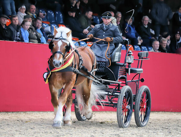 Kaltblutkörung Krumke