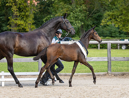 Erfolgreiches Trakehner Fohlenchampionat in Graditz - zum Beitrag