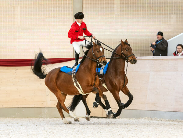 Hengste im Advent 2025