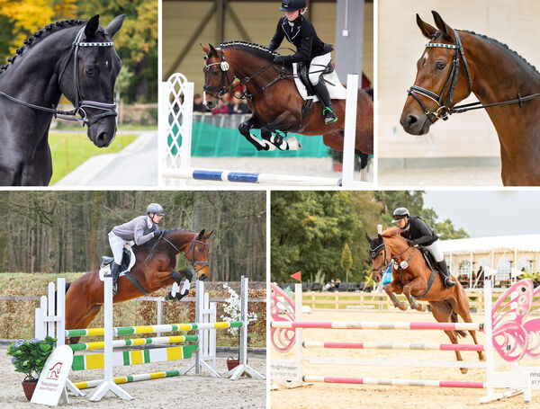 Verkaufspferdetag im Landgestüt Moritzburg