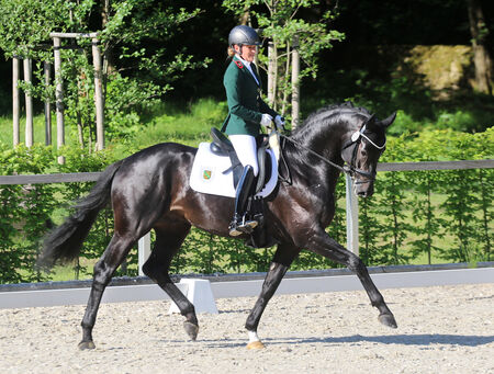 Jungpferdeturnier Landgestüt Moritzburg