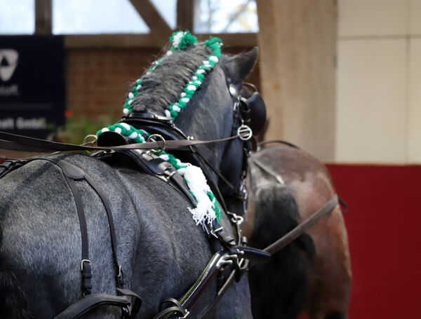 Kaltblutkörung Krumke