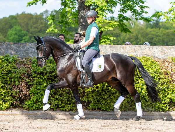 Züchtertag Landgestüt Moritzburg