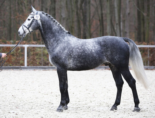 Schweres Warmblut Friesius von Frieder