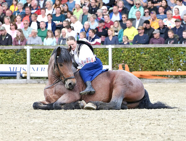 Zweite Moritzburger Hengstparade