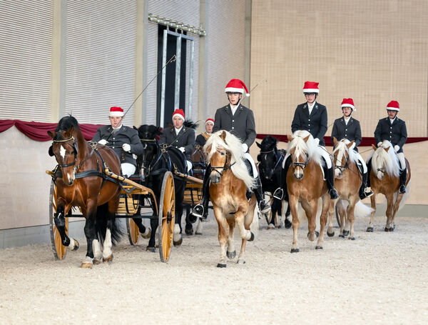 Hengste im Advent 2025