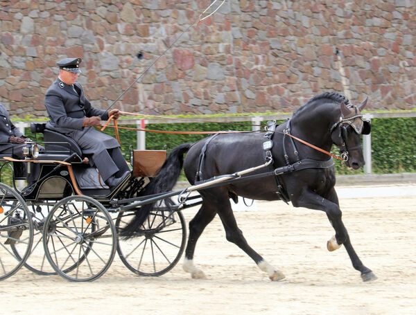 Jungpferdeturnier Fahren Moritzburg