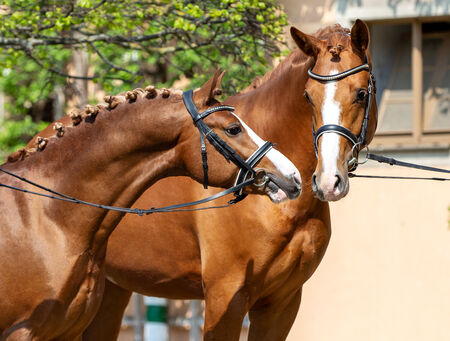 Züchtertag im Landgestüt Moritzburg