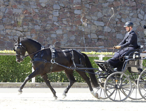 Jungpferdeturnier Fahrpferde in Moritzburg Tito de Saxe zum Jungpferdeturnier