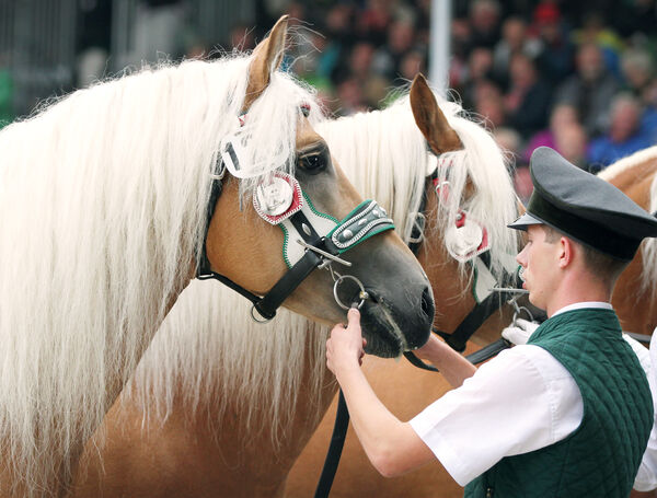 Informationsveranstaltung Pferdewirt Landgestüt Moritzburg