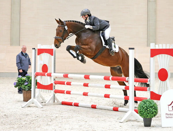 Verkaufspferdetag Moritzburg