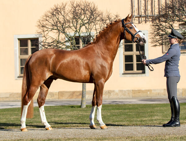 Fohlenchampionat Zuchtbezirk Thüringen