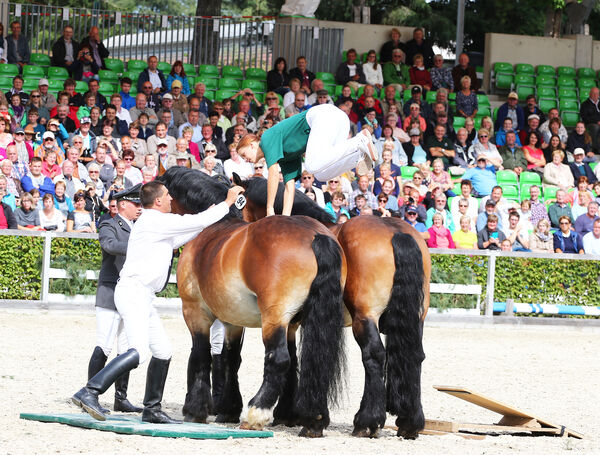 Trampolinturnen der Lehrlinge über Kaltbluthengste