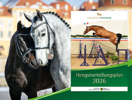 Hengstverteilungspläne der SGV 2026 - zum Beitrag
