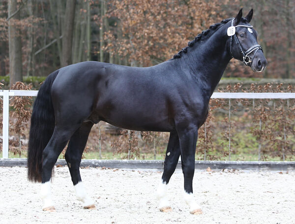 Neuzugang Schweres Warmblut von Loriot - Elbling