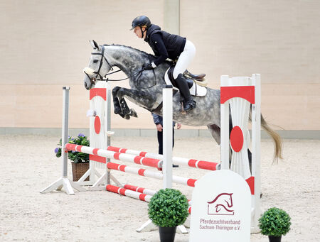 Erfolgreiche Premiere des Moritzburger Verkaufspferdetages - zum Beitrag