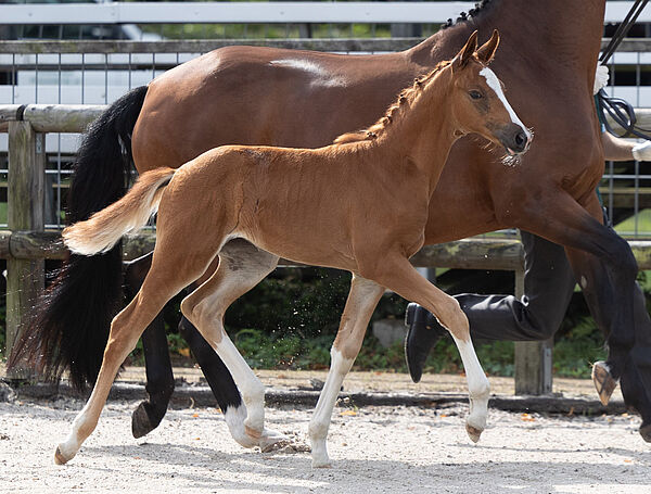 Trakehner Fohlenchampionat Graditz