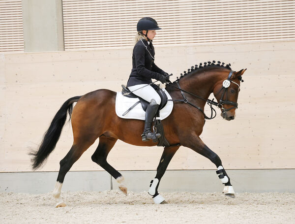 Verkaufspferdetag Moritzburg