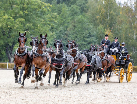 Landgestüt Moritzburg Hengstimpressionen