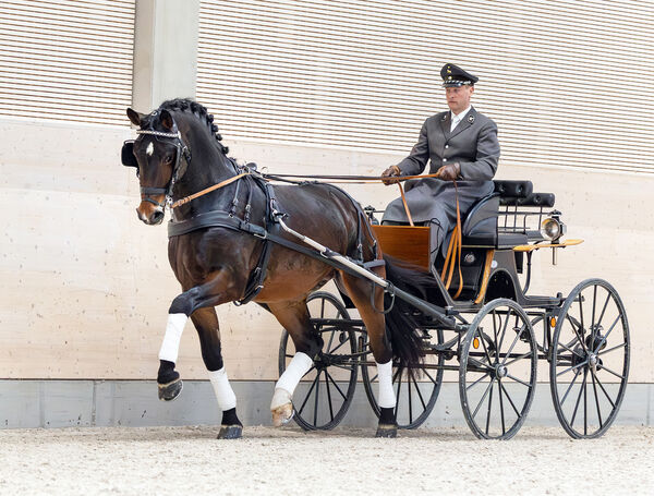 VERY GOOD an den Leinen von GOW Phil Teifel im Einspänner