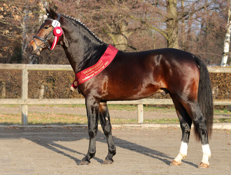 Lancelot Moritzburger Hengsttage 2021