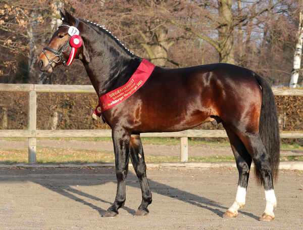 Lancelot Moritzburger Hengsttage 2021