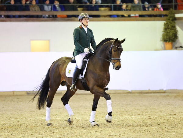 Hengstpräsentation Reitpferde Moritzburg