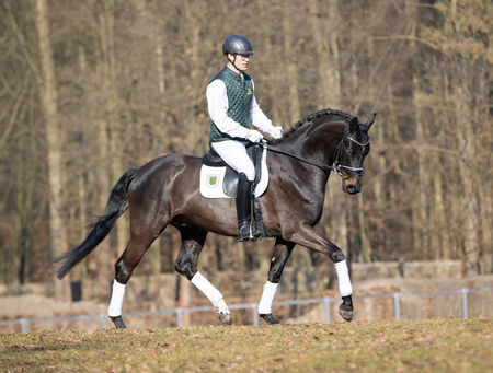 Turniererfolge für Verkaufspferde der SGV - zum Beitrag