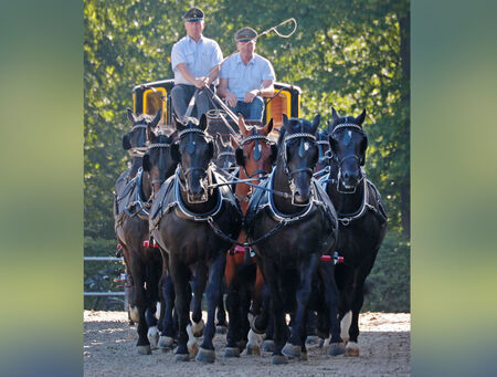 Hengstparade Landgestüt Moritzburg