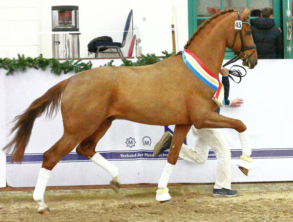 Neu im Landgestüt: VITALIO v. Vitalis