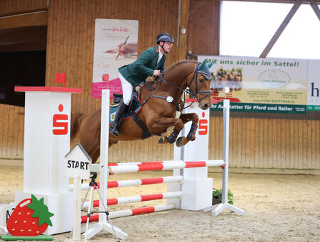 Springhengste in Gompitz erfolgreich - zum Beitrag