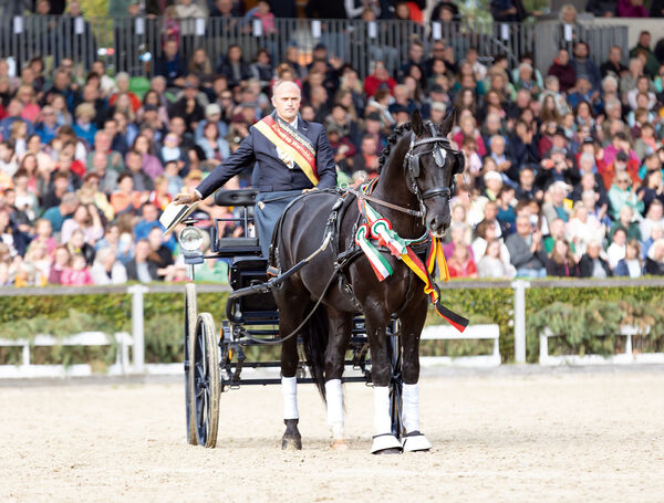 Zweite Moritzburger Hengstparade