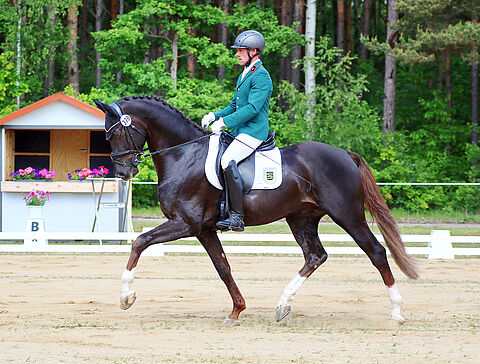 Reiter und Pferd im Trab
