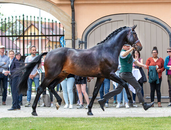 Züchtertag Landgestüt Moritzburg