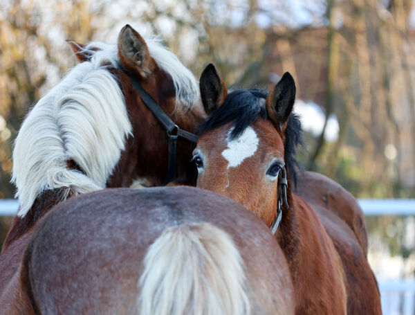 Kaltblutstuten bei der Fellpflege
