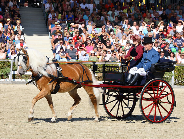 Dritte Moritzburger Hengstparade 2024
