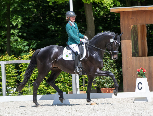 FAIR DEAL v. Franklin im Landgestüt Moritzburg