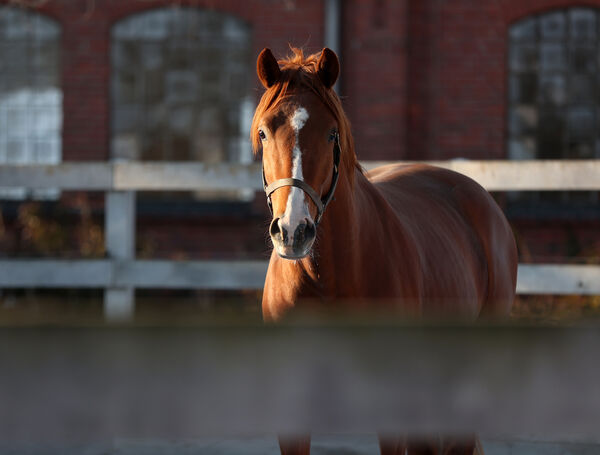 ein Junghengst im Portrait