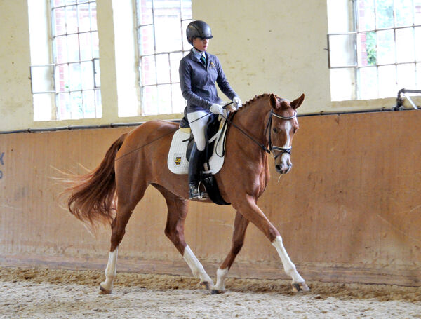Feldprüfung Stuten Hauptgestüt Graditz