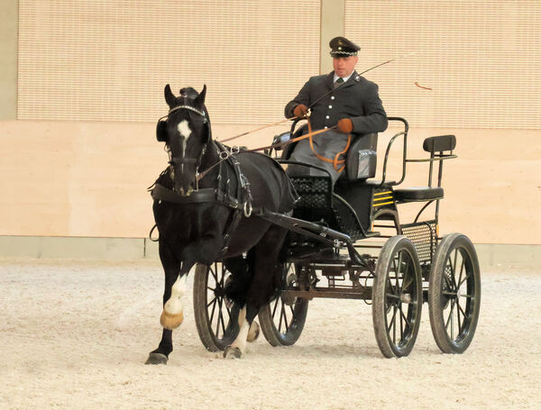 CAPITANO an den Leinen von GHW Falk Schütze 