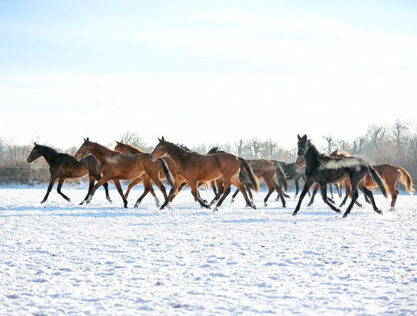 eine große Herde Jungpferde trabt durch die Winterlandschaft