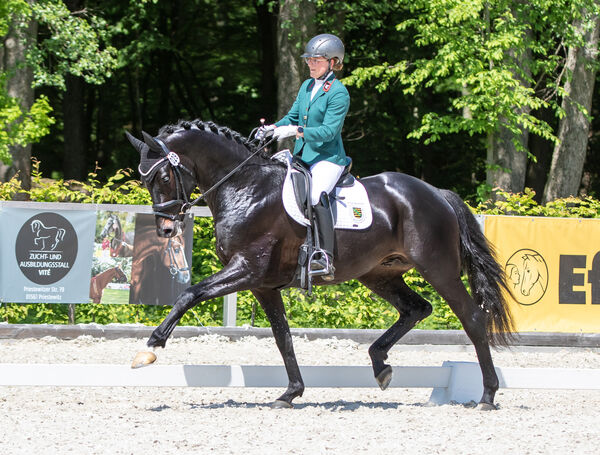 FAIR DEAL v. Franklin im Landgestüt Moritzburg