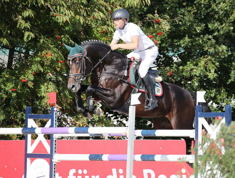 Landgestüt Moritzburg Springvererber