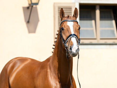 Junge Springvererber absolvieren 50-Tage Test - zum Beitrag