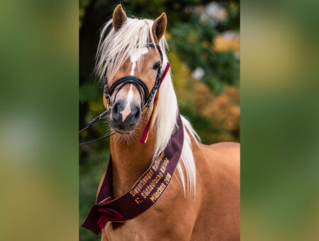 Haflinger Hengst Bugatti Landgestüt Moritzburg