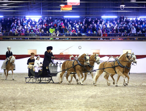 Hengste im Advent im Landgestüt Moritzburg