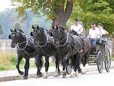 Start ins Training für die Moritzburger Hengstparaden - zum Beitrag